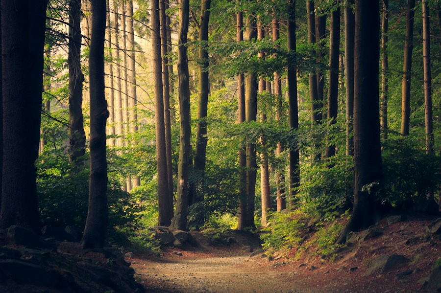Forest scenery