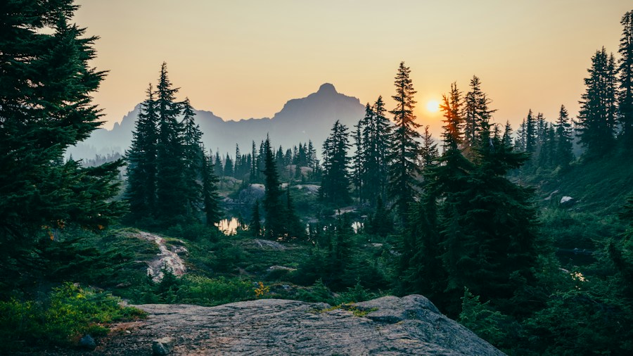 Trees and nature